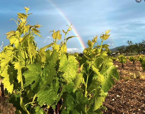 Vineyards - Bella Luna Estate Winery is a small, family-owned winery that focuses on unique varietals, making small lot productions of premium red and white wine—located on ten acres in the Templeton Gap District of the famous Paso Robles AVA.
Kevin and Camille's daughter Nichole, and husband Lukas, moved back from Australia August 2018 and have joined Jimmy as the next generation continues to take the helm at Bella Luna Estate Winery. Vineyards - Bella Luna Estate Winery is a small, family-owned winery that focuses on unique varietals, making small lot productions of premium red and white wine—located on ten acres in the Templeton Gap District of the famous Paso Robles AVA.
Kevin and Camille's daughter Nichole, and husband Lukas, moved back from Australia August 2018 and have joined Jimmy as the next generation continues to take the helm at Bella Luna Estate Winery.