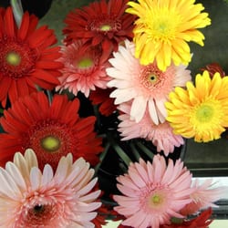 Della's Maple Lane Florist - Gerbera Daisies