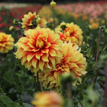 Swan Island Dahlias - Nurseries & Gardening Near Me - Canby, Oregon