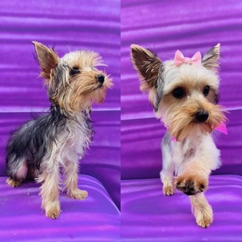 Ohana Wagging Tails - First haircut for this princess (Yorkie puppy) - Pet Groomers Near Me Ohana Wagging Tails - First haircut for this princess (Yorkie puppy) - Pet Groomers Near Me