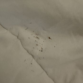 Trumbull and Porter Hotel - Blood on bed - Hotels Near Me - Detroit, Michigan