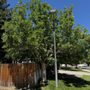 Arborculture Tree Service