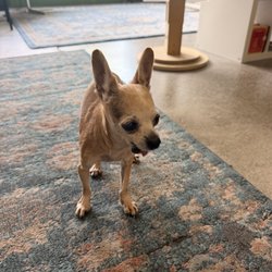 The Pleasant Pheasant Bookstore - Rocket is the best helper!