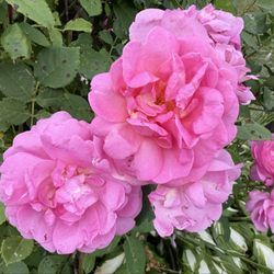 Moore Manor Lavender Farm - Roses