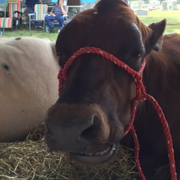 Cow Cow