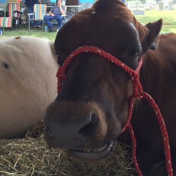 Allentown Fair - Cow - Festivals Near Me - Allentown, Pennsylvania Allentown Fair - Cow - Festivals Near Me - Allentown, Pennsylvania