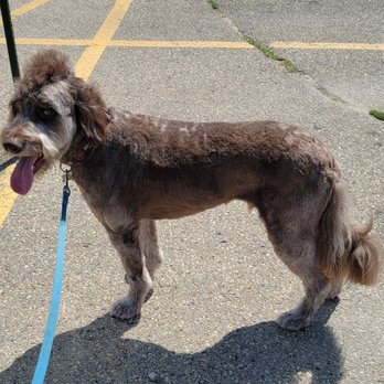 Pet Supplies Plus Fitchburg - Bubba right after a trim - Pet Groomers Near Me - Fitchburg, Wisconsin Pet Supplies Plus Fitchburg - Bubba right after a trim - Pet Groomers Near Me - Fitchburg, Wisconsin