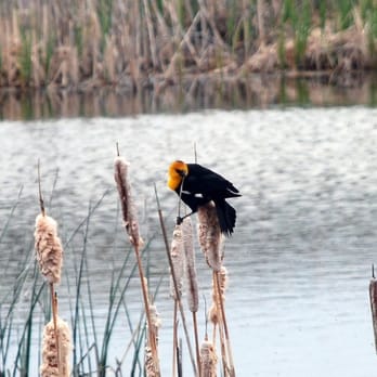 Lava Beds National Monument - One of many thousands of birds at Tule Lake - Landmarks & Historical Buildings Near Me - Tulelake, California
