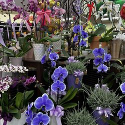 Vons - Beautiful flowers