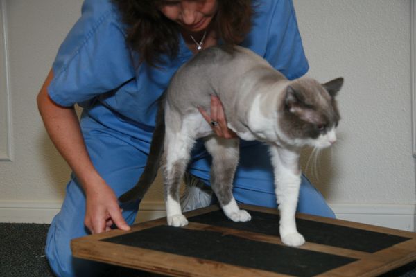 Canine Rehabilitation and Conditioning Center