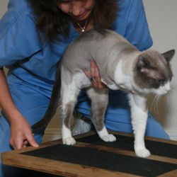 Canine Rehabilitation and Conditioning Center