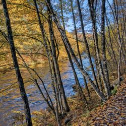 Jamaica State Park - Easy, flat, main trail along the West River