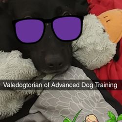 Pet Time - Jackson is pooped after rocking his advanced dog training class!