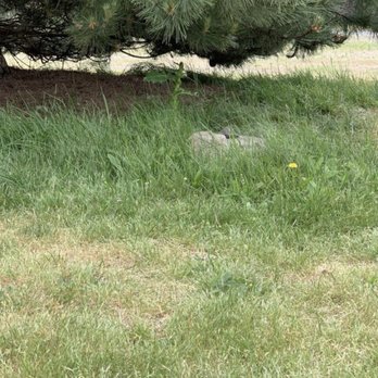 Evergreen Landscape & Construction - Grass under trees not mowed. - Lawn Services Near Me - Oak Harbor, Washington Evergreen Landscape & Construction - Grass under trees not mowed. - Lawn Services Near Me - Oak Harbor, Washington
