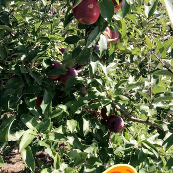Eddy's Fruit Farm - an apple tree with a sign that says weekend vibe - Fruits & Veggies Near Me - Chesterland, Ohio