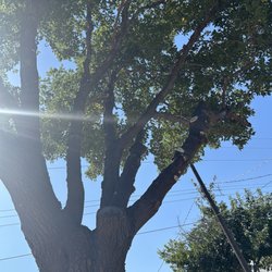 Roberts Tree Service - This tree also was being overtaken with vines, which are now all gone!