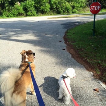 Fickling Vacation Rentals - Taking doggies on walk on trail - Vacation Rentals Near Me - St. George Island, Florida Fickling Vacation Rentals - Taking doggies on walk on trail - Vacation Rentals Near Me - St. George Island, Florida
