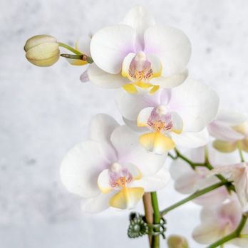 Ed’s Plant Shop - Blooming Moth Orchid - Nurseries & Gardening Near Me - Brooklyn, New York Ed’s Plant Shop - Blooming Moth Orchid - Nurseries & Gardening Near Me - Brooklyn, New York