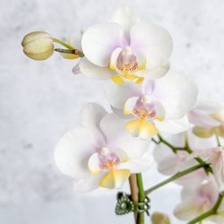 Ed’s Plant Shop - Blooming Moth Orchid