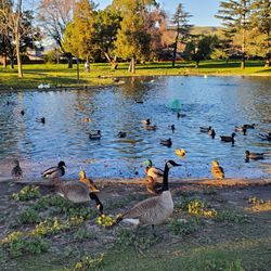 Noble Park - Lake/waterbirds