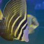 Saltwater Solutions Aquariums