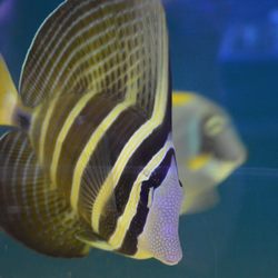 Saltwater Solutions Aquariums - Sailfin Tang