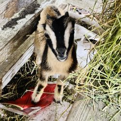 Cuteness Attack Farm - Baby goat