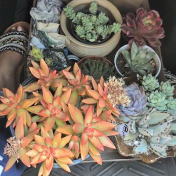 Shuna’s Succulent House - Cluster of our purchases. Bottom right was a premade cluster in a beautiful glazed pot - Nurseries & Gardening Near Me - Chino, California