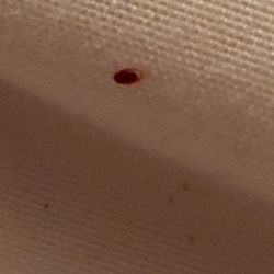Zion's Most Wanted - BED BUGS BED BUGS BED BUGS