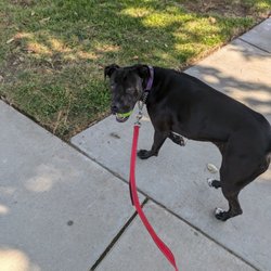 City of Manteca Animal Shelter - This is Sasha.