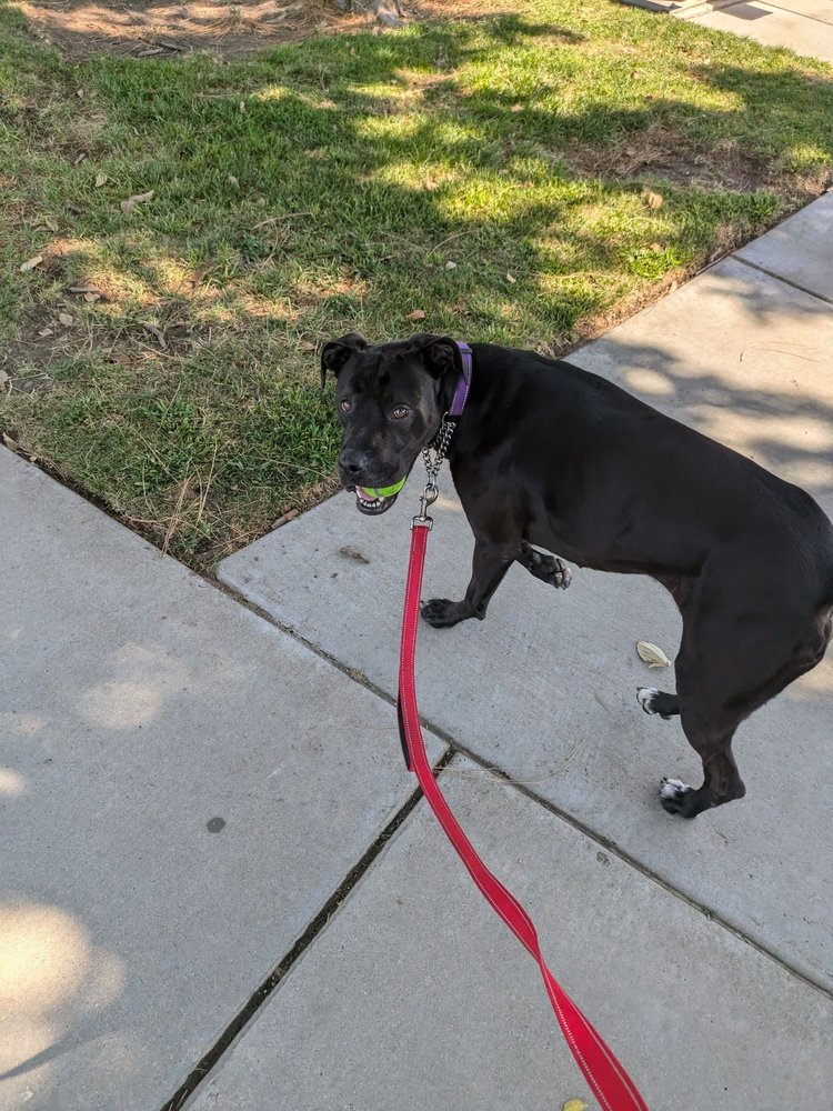 CITY OF MANTECA ANIMAL SHELTER Updated October 2025 18 Photos 27 CITY OF MANTECA ANIMAL SHELTER Updated October 2025 18 Photos 27