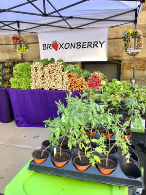 YLNI Farmers Market by null