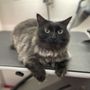 Photo of Paw Shapers