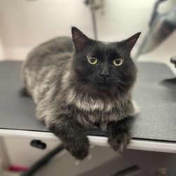 Paw Shapers - Charlie
