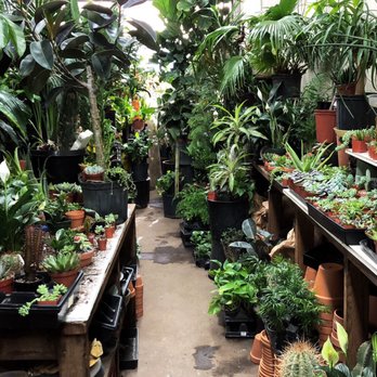 Noble Plants - Nurseries & Gardening Near Me - New York, New York