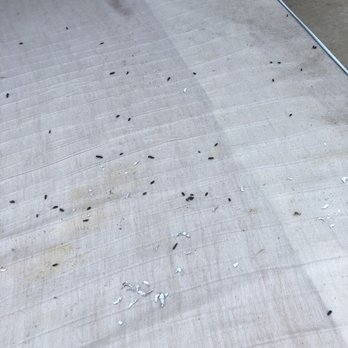 Premier Self Storage - Mice droppings on my mattress - Self Storage Near Me - Oakley, California