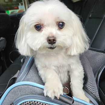 Luxe Paw Grooming - Ginger in her new cut - Pet Groomers Near Me - San Francisco, California Luxe Paw Grooming - Ginger in her new cut - Pet Groomers Near Me - San Francisco, California