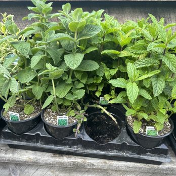 Gazebo Gardens - Mint 9-15-23 - Nurseries & Gardening Near Me - Fresno, California Gazebo Gardens - Mint 9-15-23 - Nurseries & Gardening Near Me - Fresno, California