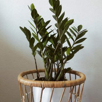 Evergreen Nursery - Zanzibar Gem - Nurseries & Gardening Near Me - Garden Grove, California