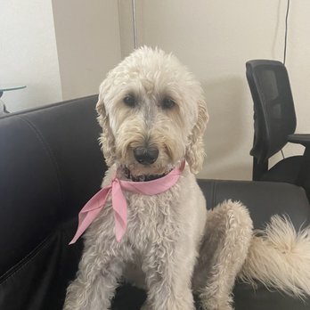 Love A Labradoodle - Post Hair Cut - Pet Training Near Me