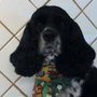 Photo of Shannon's Professional Pet Grooming