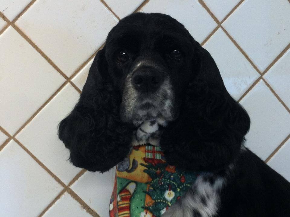 SHANNON’S PROFESSIONAL PET GROOMING Updated September 2024 6975