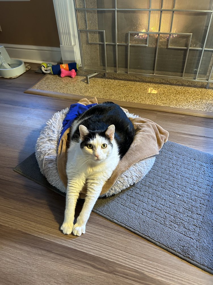 Diane’s Pet Sitting Service - pet boarding facility in West View, PA