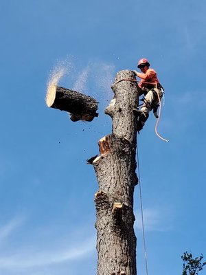 Local tree service company. Tree specialist for 9 years. - Servicing the area for over 9 years, we specialize in Deadwood, Tree Removal, Pruning, Stump Grinding. Local tree service company. Tree specialist for 9 years. - Servicing the area for over 9 years, we specialize in Deadwood, Tree Removal, Pruning, Stump Grinding.