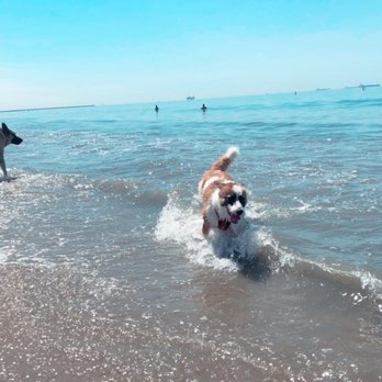 Rosie's Dog Beach - Dog Parks Near Me - Long Beach, California Rosie's Dog Beach - Dog Parks Near Me - Long Beach, California