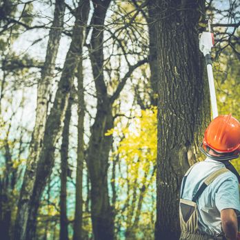 Bear Tree Service - Tree Services Near Me - Port Washington, New York Bear Tree Service - Tree Services Near Me - Port Washington, New York