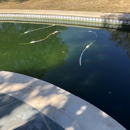a fish swimming in a pool