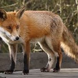 Affordable Wildlife Removal - fox on patrol