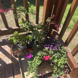 New Hope Golf Course - Plant sale