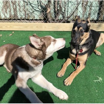 Canis Kidz Academy - Pet Training Near Me